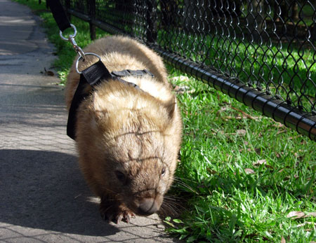 Walk the wombat