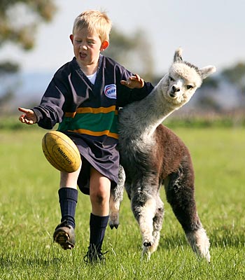Alpaca plays footy