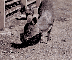 The rare Argentine monochrome pudu of Parque Negro y Blanco