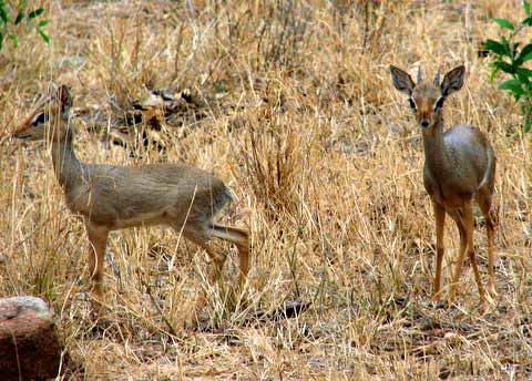 Dik diks gone wild!
