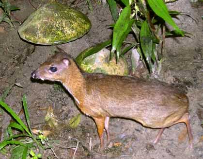 Neither deer nor mouse