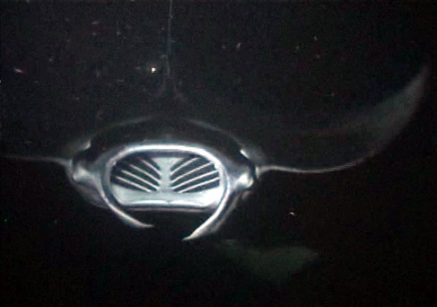 Giant manta ray approaching!  RUN!