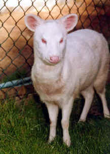 Albino pudu