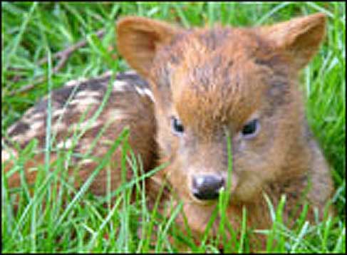 Come on, Pinky, we must prepare for tomorrow night!