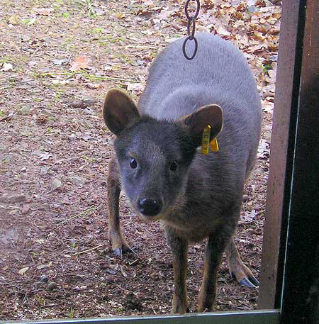 Funky, funky, funky pudu