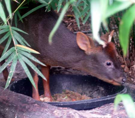 The first rule of pudu cuisine: food always tastes better when you're standing in it