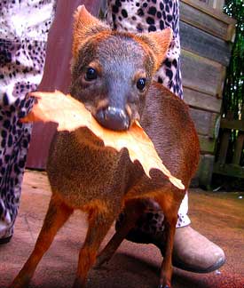 Pudu Making An Important Decision