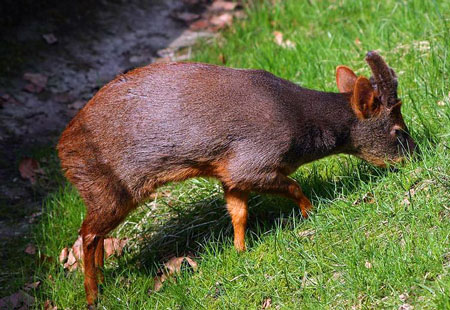 Pudu climbing climbing climbing