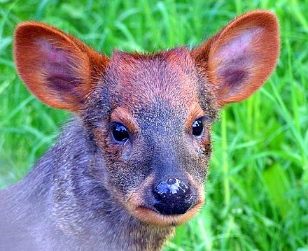 Pudu Who You Lookin' AT