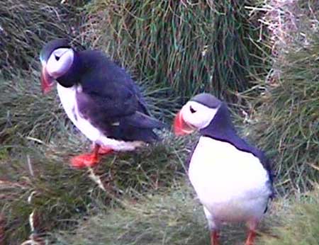 PuffinCam