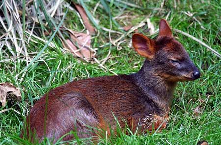 Out of many, one... one very sleepy one, and very small